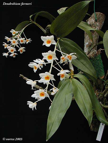 Dendrobium farmeri